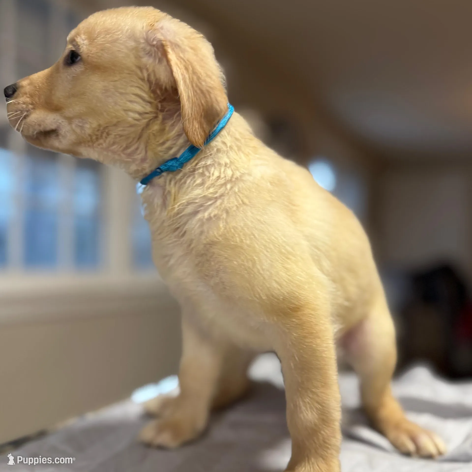 Leia, a female Labrador Retriever for sale in Warwick, RI – Photo 8 of 9