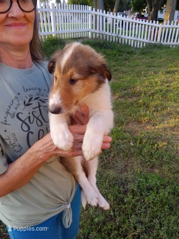 Shep – Collie puppy for sale in Tipton, IN