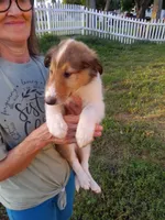 Shep, a male Collie for sale in Tipton, IN – 1 of 6