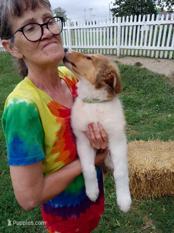 Winnie – Collie puppy for sale in Tipton, IN