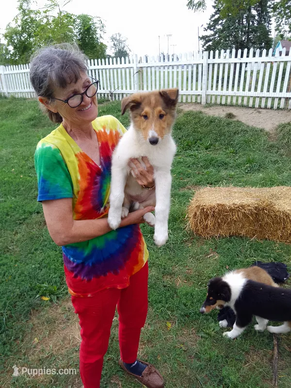 Bella – Collie puppy for sale in Tipton, IN