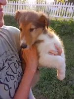 Luna, a female Collie for sale in Tipton, IN – 2 of 7