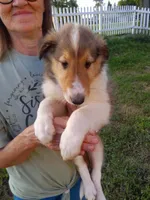 Shep, a male Collie for sale in Tipton, IN – 2 of 6