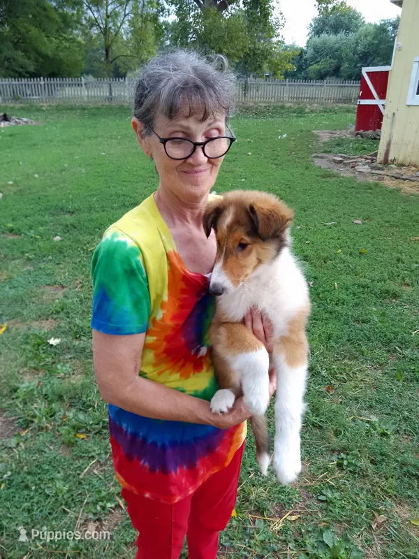 Daisy – Collie puppy for sale in Tipton, IN