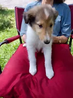 Bella, a female Collie for sale in Tipton, IN – 3 of 7