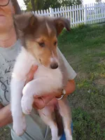 Bella, a female Collie for sale in Tipton, IN – 4 of 7