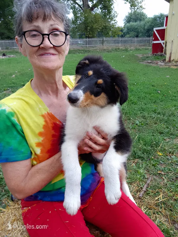 Pepper – Collie puppy for sale in Tipton, IN