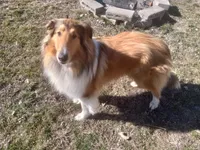 Daisy, a female Collie for sale in Tipton, IN – 4 of 6