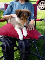 Luna, a female Collie for sale in Tipton, IN – 4 of 7