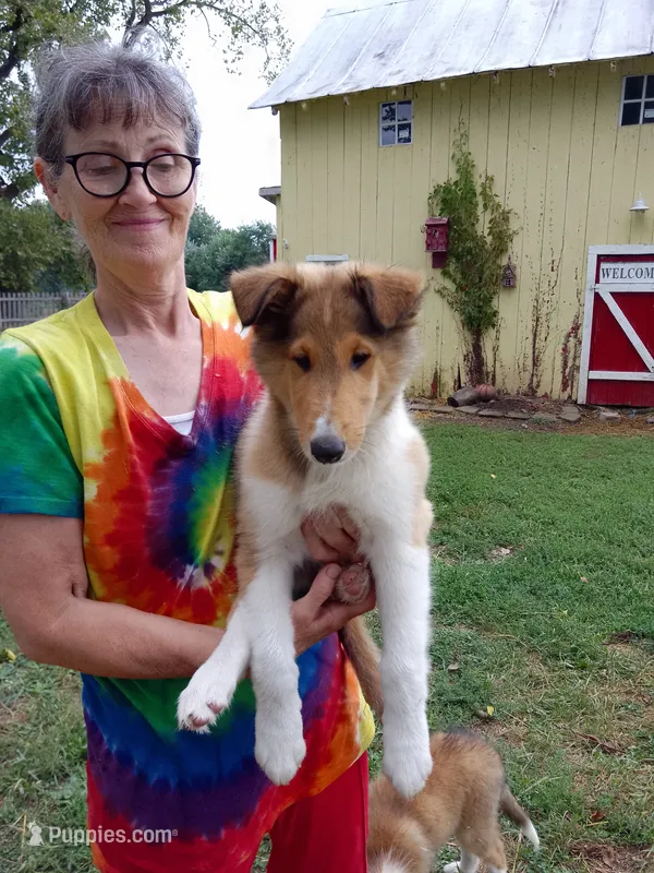 Wyatt – Collie puppy for sale in Tipton, IN