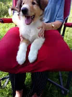 Willow, a female Collie for sale in Tipton, IN – 1 of 5