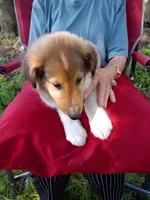 Wyatt, a male Collie for sale in Tipton, IN – 1 of 4