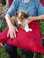 Daisy, a female Collie for sale in Tipton, IN – 3 of 6