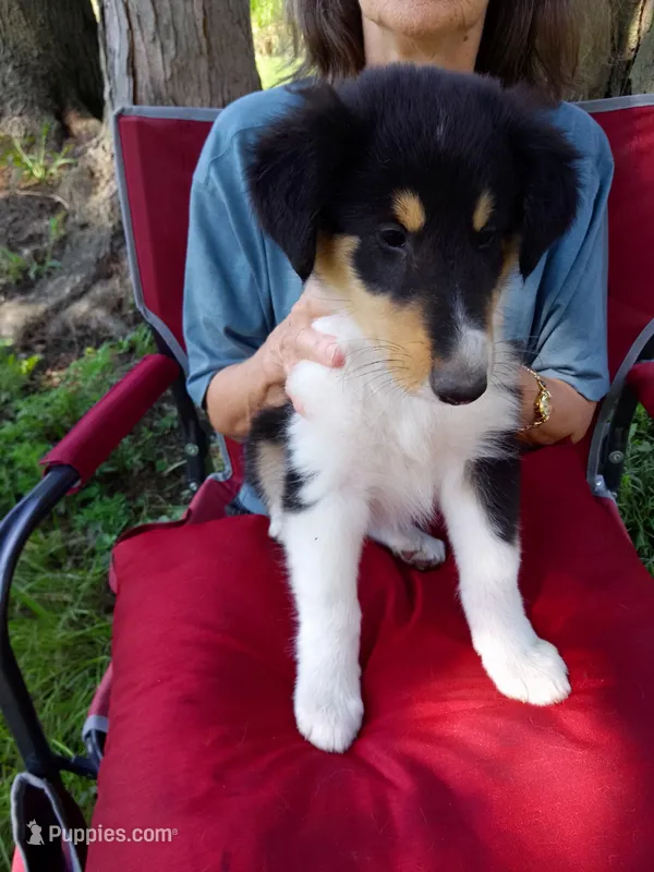 Pepper – Collie puppy for sale in Tipton, IN