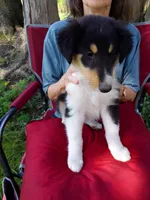 Pepper, a female Collie for sale in Tipton, IN – 1 of 5