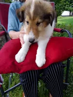 Shep, a male Collie for sale in Tipton, IN – 3 of 6