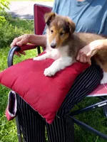 Luna, a female Collie for sale in Tipton, IN – 3 of 7