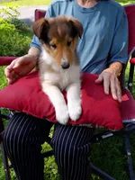Luna, a female Collie for sale in Tipton, IN – 1 of 7