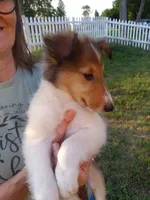 Bella, a female Collie for sale in Tipton, IN – 2 of 7