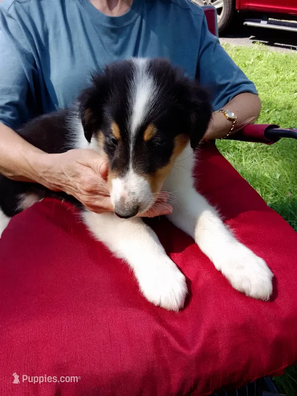 Sammy – Collie puppy for sale in Tipton, IN