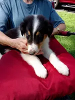 Sammy, a male Collie for sale in Tipton, IN – 1 of 1