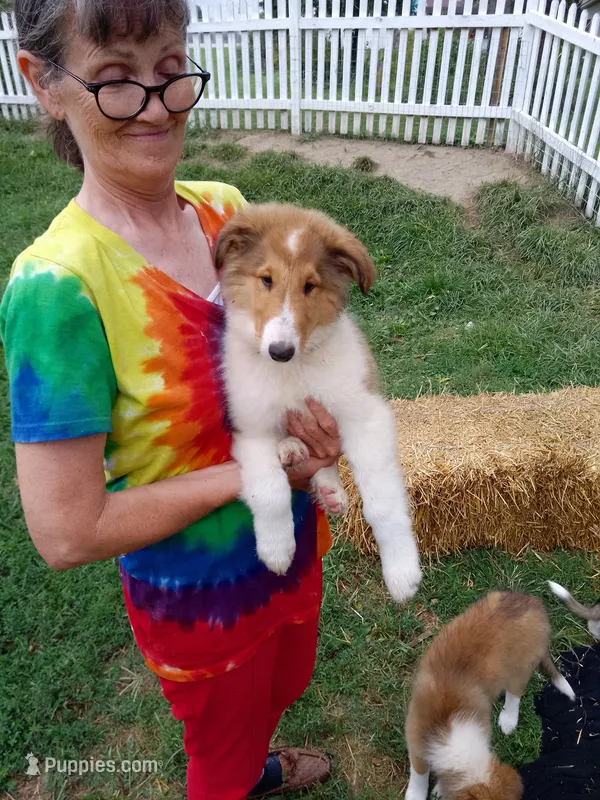 Winnie – Collie puppy for sale in Tipton, IN
