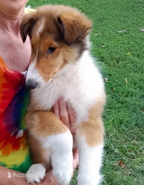Daisy – Collie puppy for sale in Tipton, IN