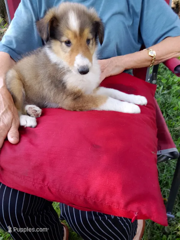 Daisy – Collie puppy for sale in Tipton, IN
