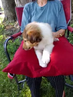 Wyatt, a male Collie for sale in Tipton, IN – 2 of 4