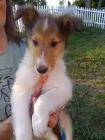 Bella, a female Collie for sale in Tipton, IN – 1 of 7