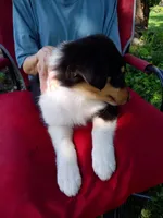 Pepper, a female Collie for sale in Tipton, IN – 2 of 5