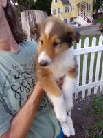 Daisy, a female Collie for sale in Tipton, IN – 2 of 6