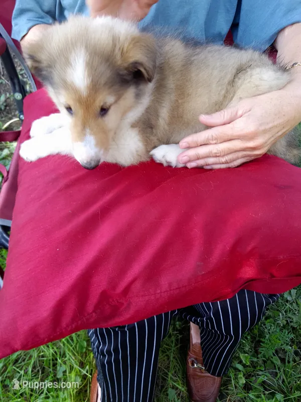 Winnie – Collie puppy for sale in Tipton, IN