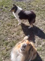 Winnie, a female Collie for sale in Tipton, IN – 4 of 4