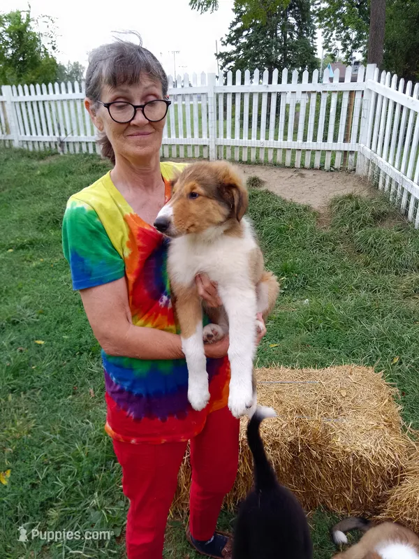 Willow – Collie puppy for sale in Tipton, IN