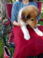 Wyatt, a male Collie for sale in Tipton, IN – 3 of 4