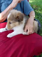 Winnie, a female Collie for sale in Tipton, IN – 2 of 4