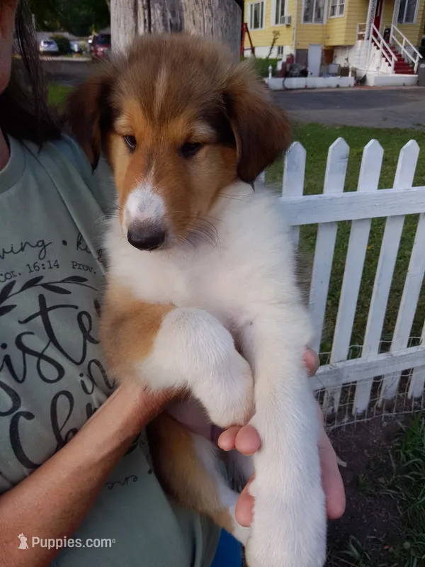 Willow – Collie puppy for sale in Tipton, IN