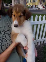 Willow, a female Collie for sale in Tipton, IN – 2 of 5
