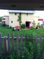 Pepper, a female Collie for sale in Tipton, IN – 3 of 5