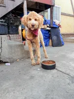 Nova , a female Goldendoodle for sale in East Los Angeles, CA – Photo 4 of 4
