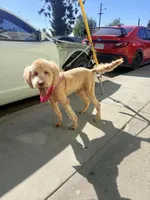 Nova , a female Goldendoodle for sale in East Los Angeles, CA – Photo 3 of 4