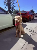 Nova , a female Goldendoodle for sale in East Los Angeles, CA – Photo 2 of 4