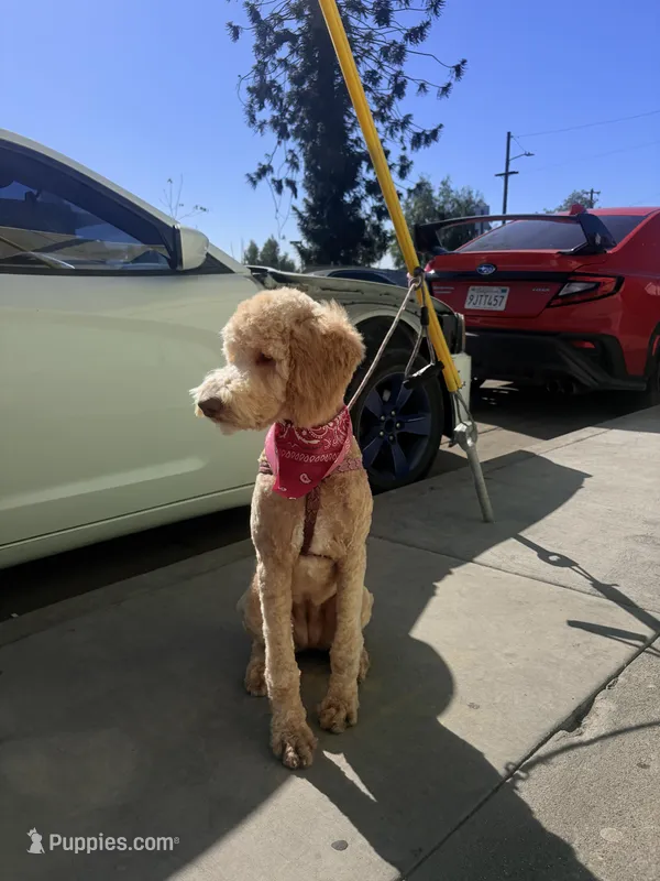 Nova  – Goldendoodle puppy for sale in East Los Angeles, CA