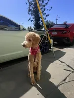 Nova , a female Goldendoodle for sale in East Los Angeles, CA – Photo 1 of 4