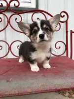 Dinah, a female Pembroke Welsh Corgi for sale in Carson City, MI – 3 of 4