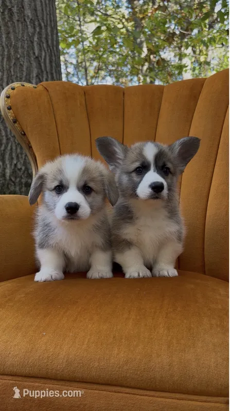 Linus – Pembroke Welsh Corgi puppy for sale in Carson City, MI