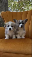 Charlie Brown, a male Pembroke Welsh Corgi for sale in Carson City, MI – 2 of 2