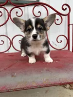 Dinah, a female Pembroke Welsh Corgi for sale in Carson City, MI – 2 of 4