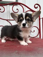 Dinah, a female Pembroke Welsh Corgi for sale in Carson City, MI – 1 of 4